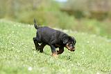 BEAUCERON - PUPPIES 336